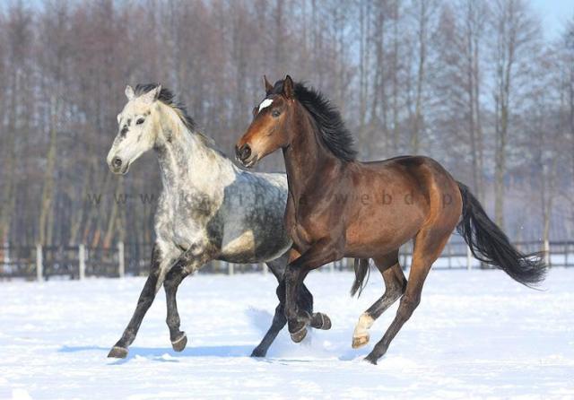 Lokis&Nider