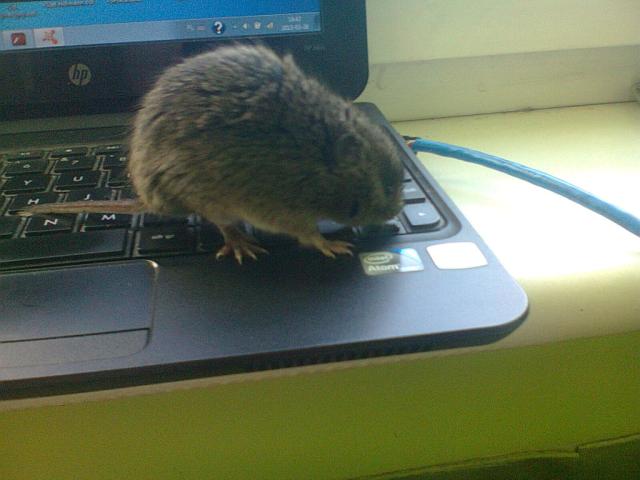 Wpis raisaa