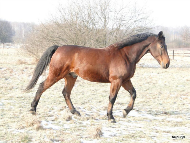 Dukacik 