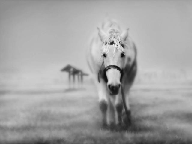 Konik !