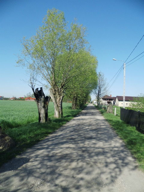 Motylem wrd stronic ...