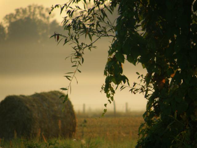lato