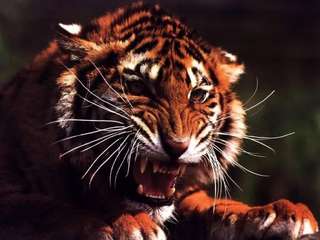 tiger