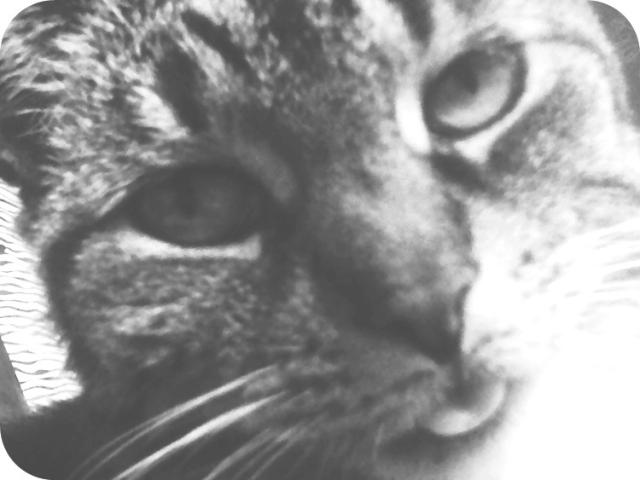 meeeow.