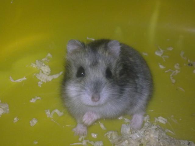 Henio ;)))