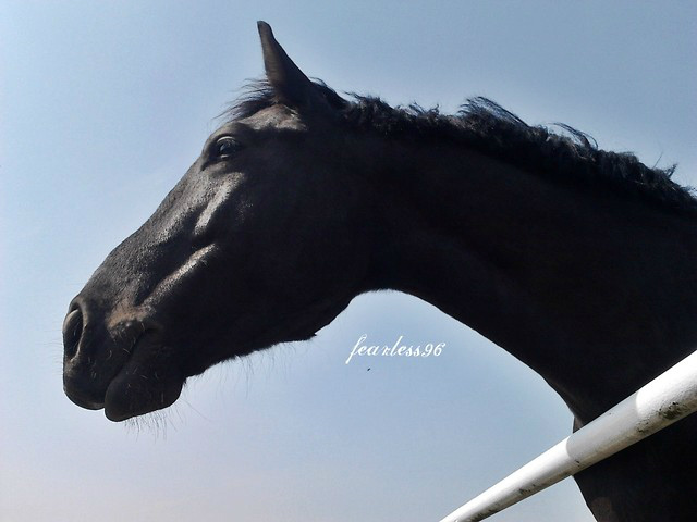 Wpis fearless96