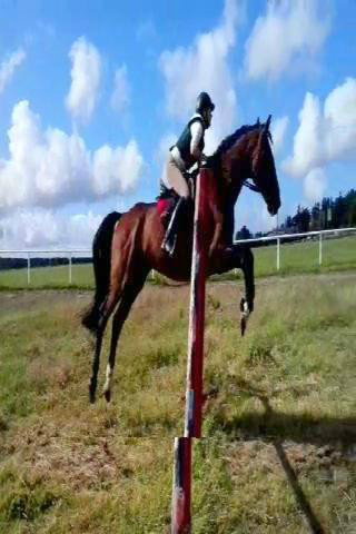 Wpis maja11195