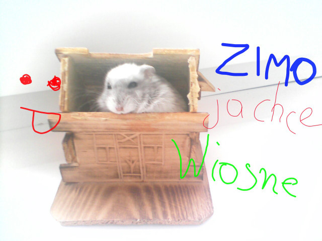 Chomiczek