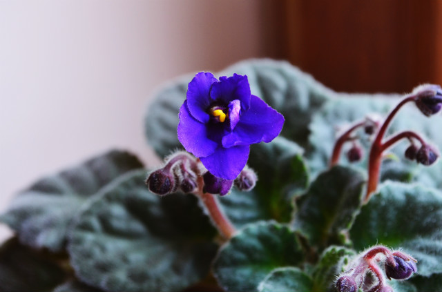 #flowers