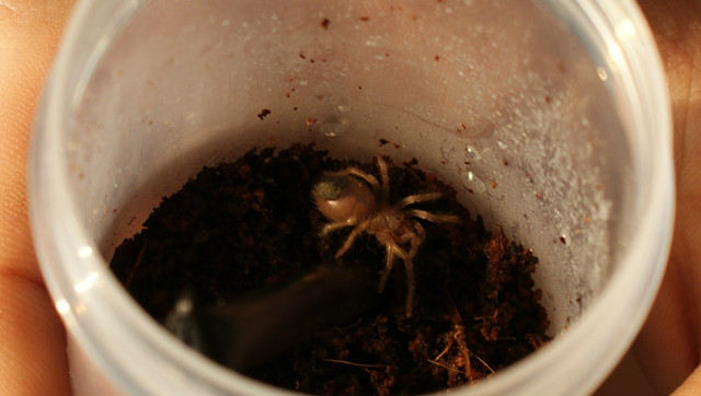 Brachypelma Smithi