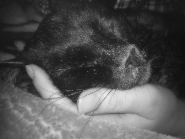 Cat? No, is my friend.