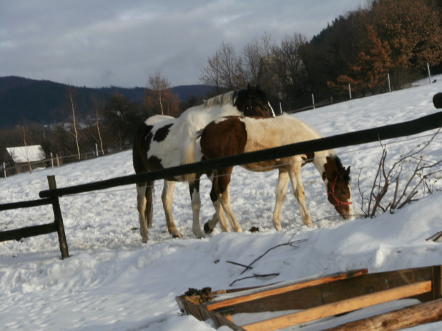 Kakie tam koniki :)