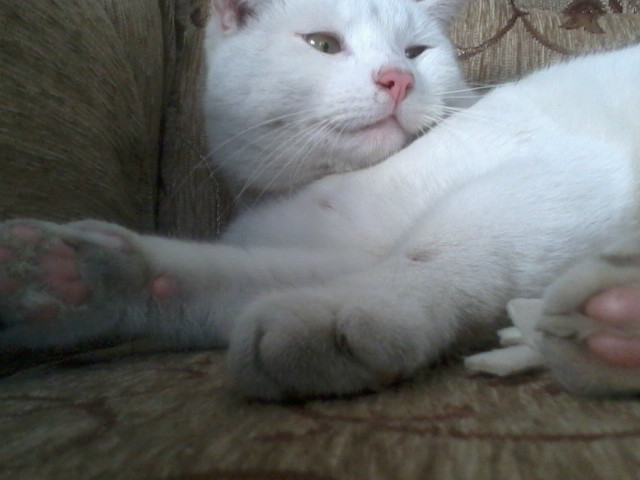 Wpis miraskaa