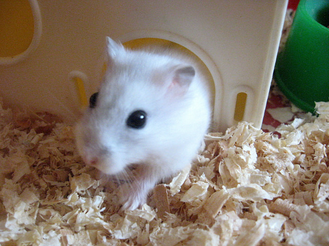 Masza :>