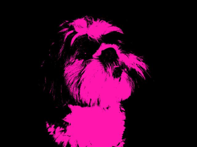 Mj Pies Gizmo 