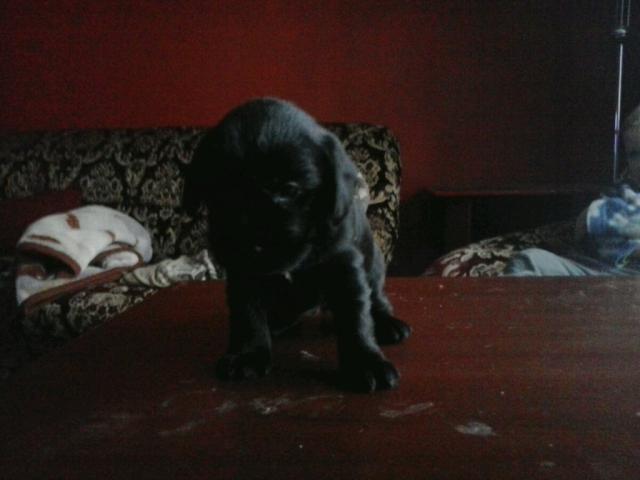 sabcia
