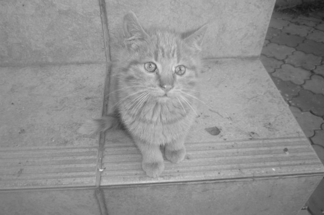 Kociak :D :***