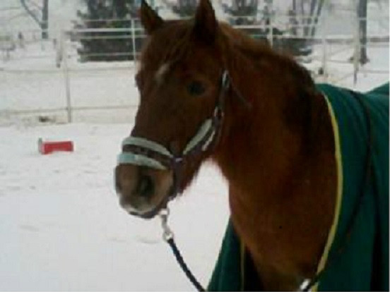 Siemanko :**