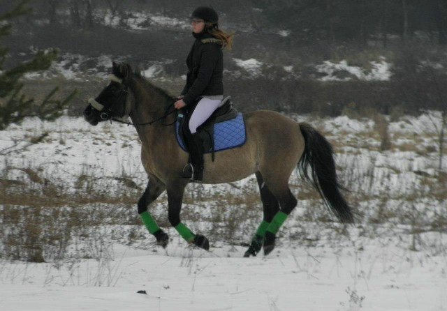 Wpis horse100200
