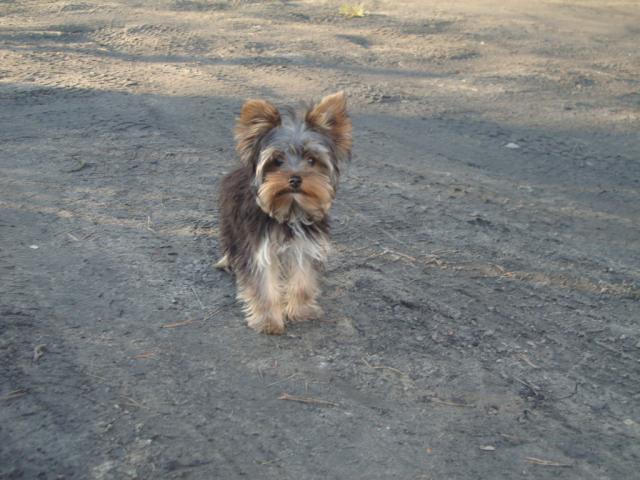 Yorkshire Terrier