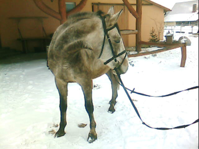 zimowy mistrz