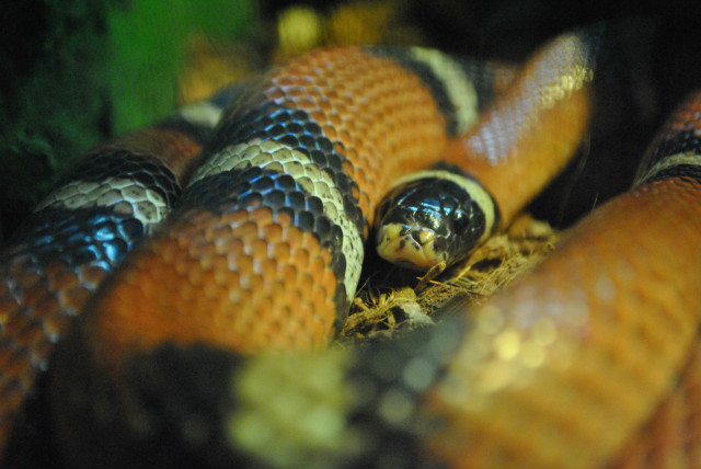 ZOO ciag dalszy