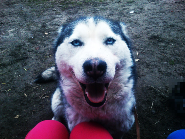 Toka