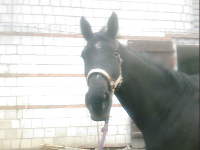 Fallada :*