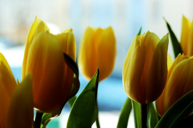 tulipany