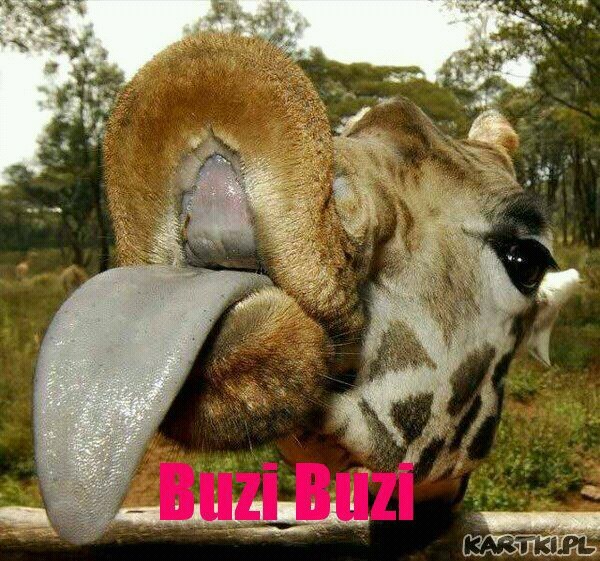 buzi