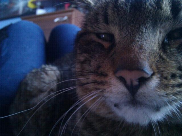 Kociak :*