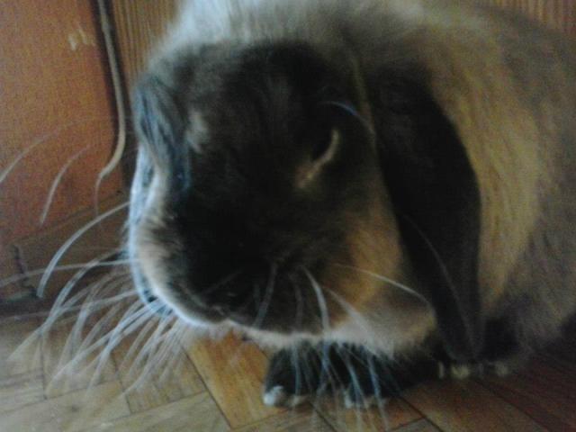 puczki :D