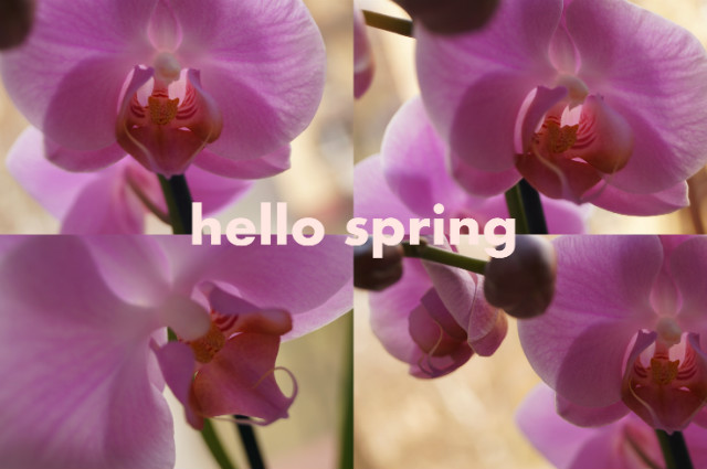 HELLO SPRING # 19