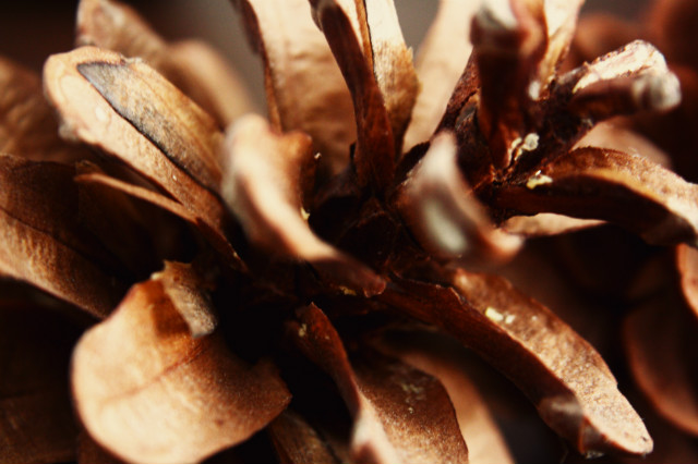 Wpis dianqua