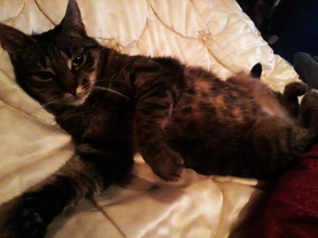 Meow, meow?