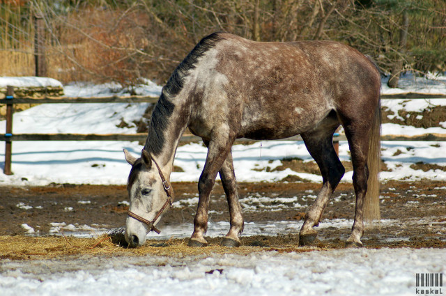 106. Czantorkowe padokowe 