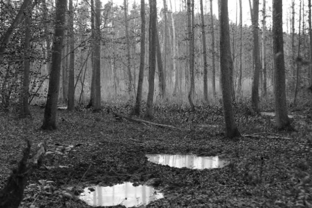 puszcza Piska, Wdoek