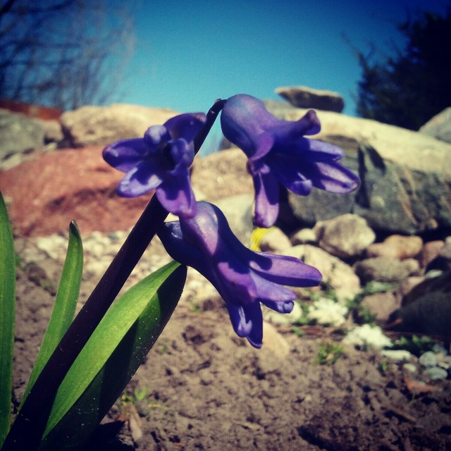 Flowers: p