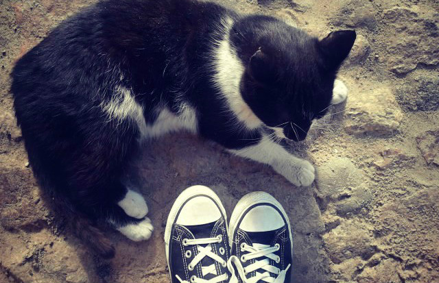 My boots and my cat