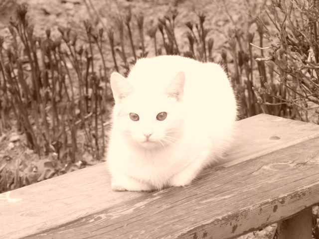 Rudyy :D