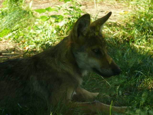 Wpis narcyzeko