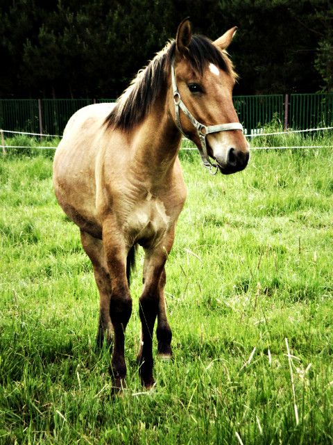 Koniu :*