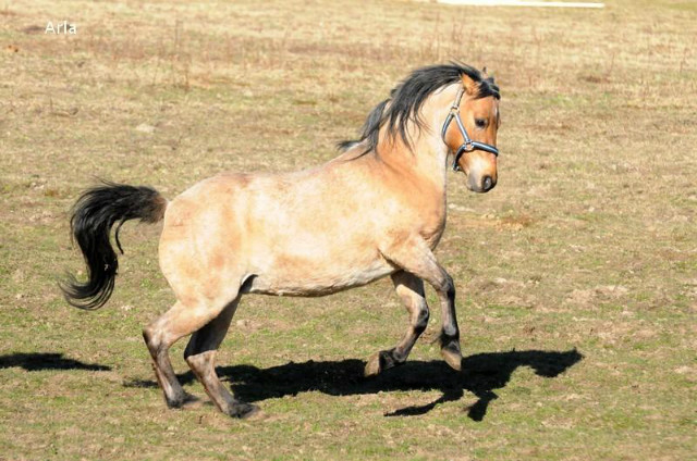 Wpis adoptujkoniecentaurus