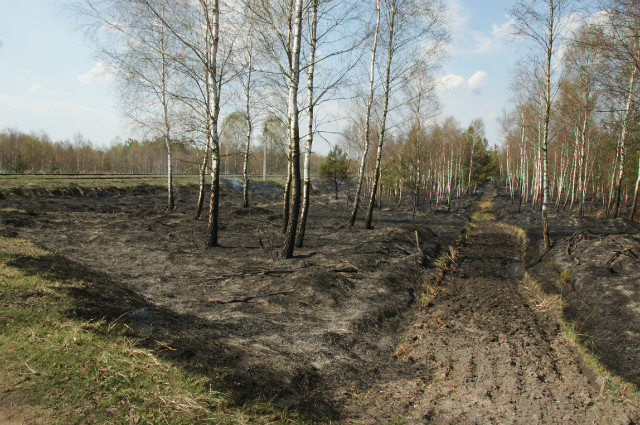 Poaru lasu 