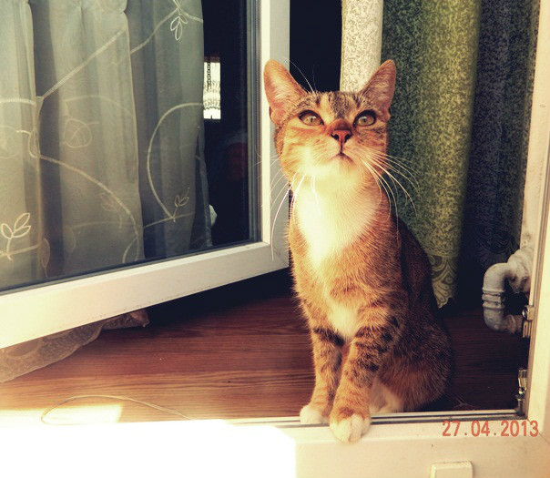 Wpis swagcat