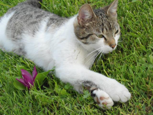 kotek 
