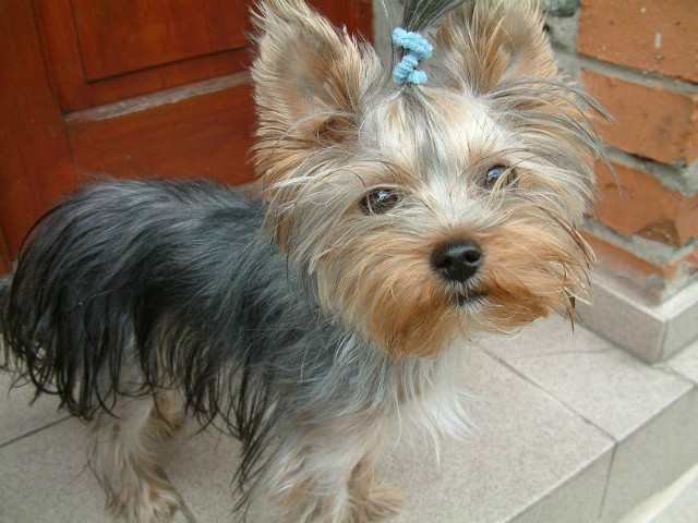 Lelita