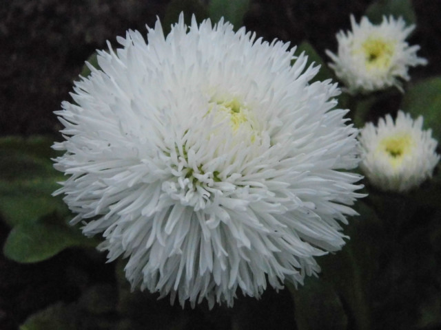 kwiatek 2