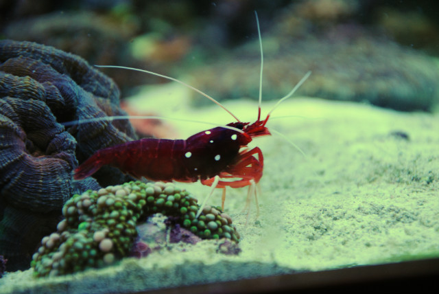 krab