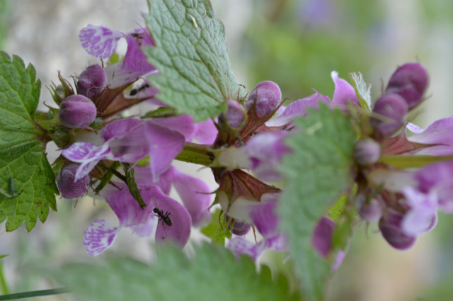 #ant#nettles#small